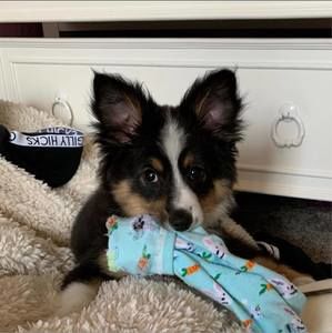 Meet your Posher, Trudy